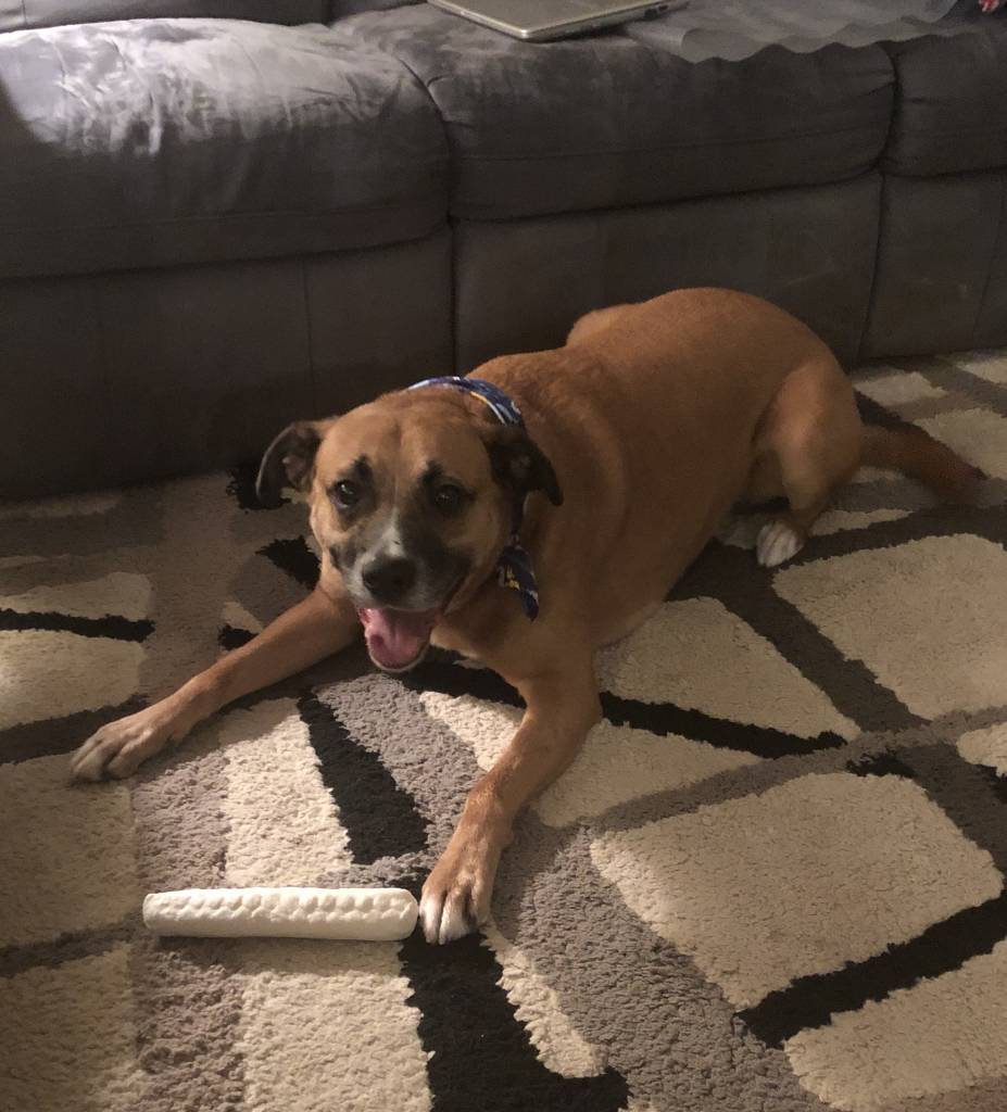 Dog-Pet-on-Carpet