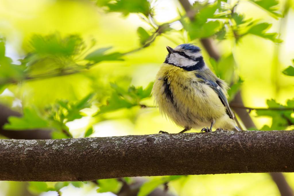 Small bird on a Tree