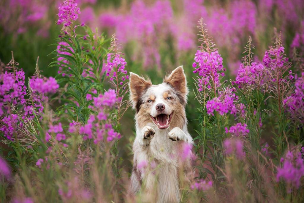 Dog in lilac flowers